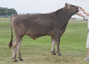 7BS00826 OAK VIEW ZEUS AUGUST TM BH2T შვიცი წაბლა შვიცური